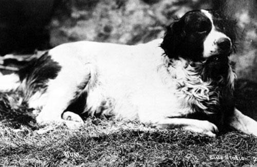 Bum, San Diego's Official Town Dog in 1887