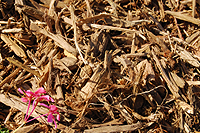 Photo of Natural Wood Chips