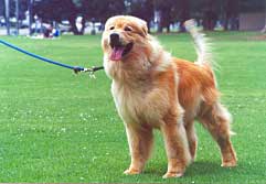 Photo of Cooper the Dog on a Leash