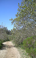 Photo of California Sycamore Tree