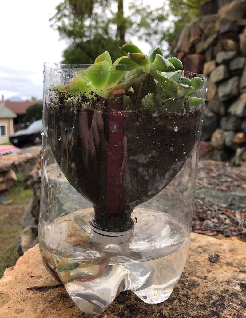 DIY Self-watering plant container