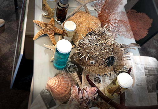 Various sea creatures