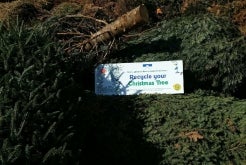 Christmas Tree Recycling Program