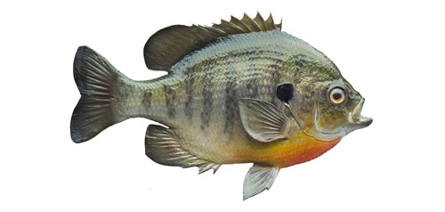 Bluegill Sunfish on white background