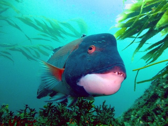 sheephead