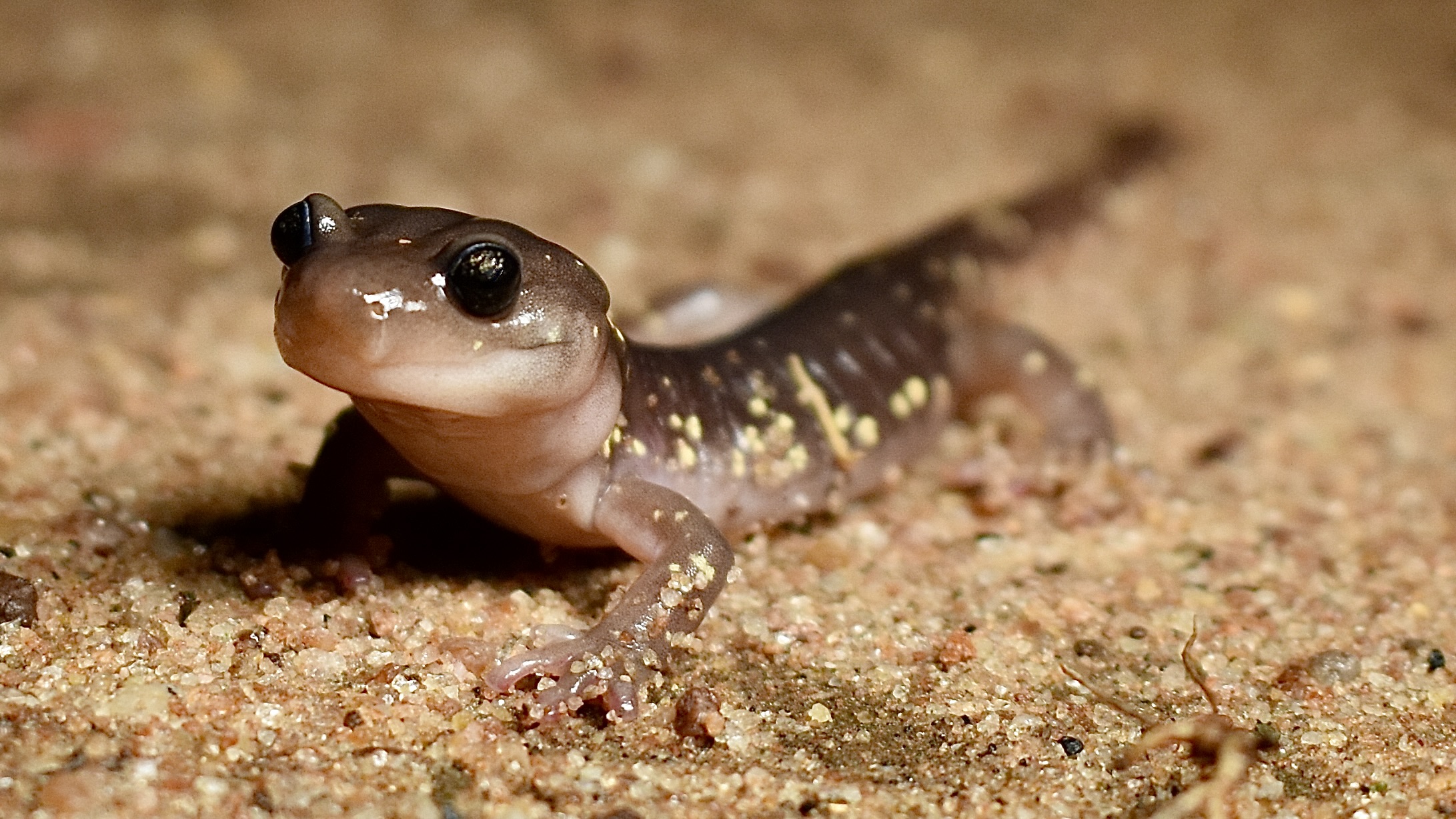 Picture of arboreal salamander (Aneides lugubris)  
