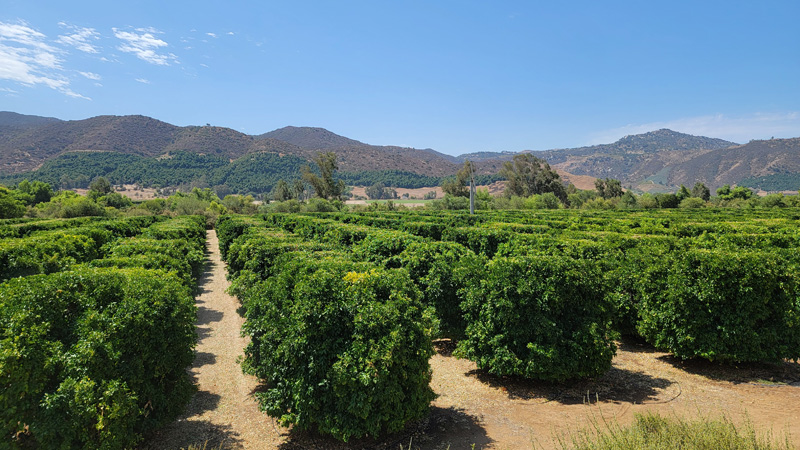 An orchard in San Pasqual Valley