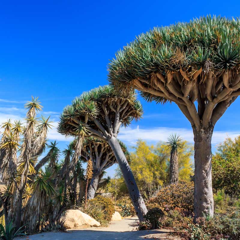 Balboa Park trees
