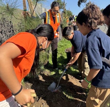 volunteers planting trees