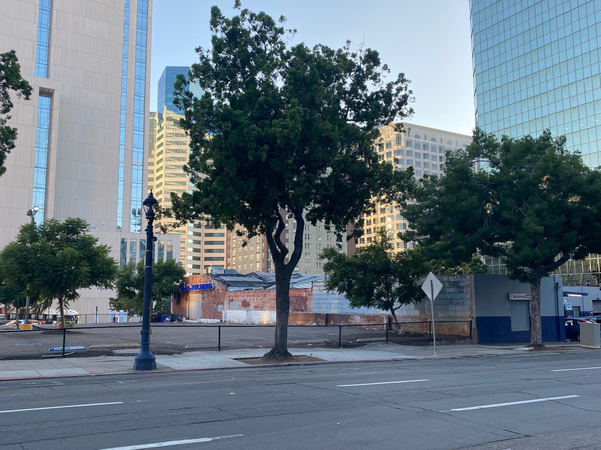 mature downtown trees