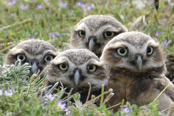 A parliament of owlets on grass