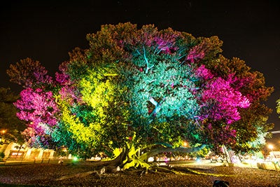 entertainment balboa park december nights city of san diego balboa park christmas lights