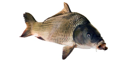 Carp on a white background