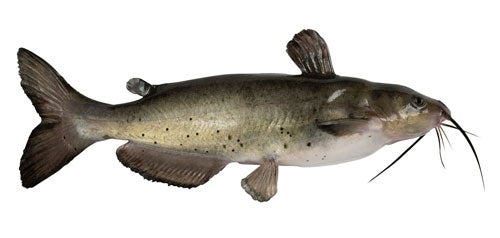 Catfish on white background