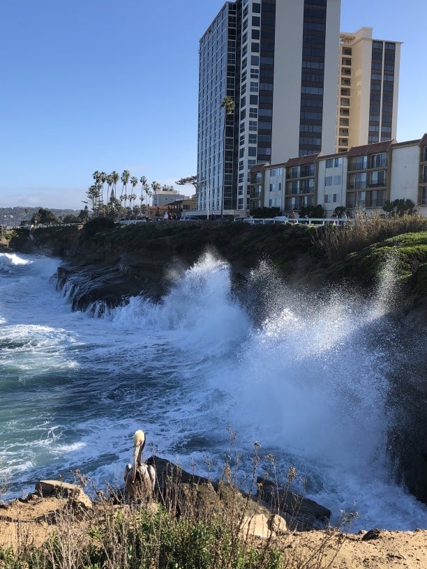 La Jolla coastline with pelican