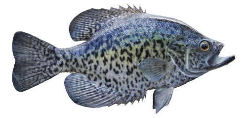 Black Crappie on white background