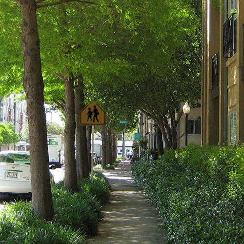 Trees along a sidewalk providing shade