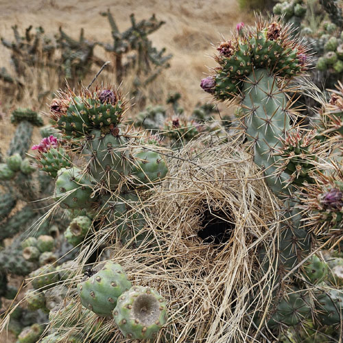 A wren nest on a cactus tree