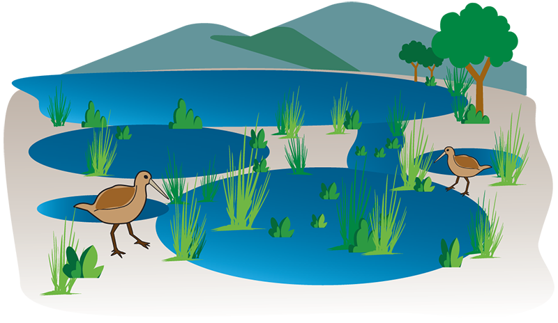 Graphic illustration of wetlands and floodplains