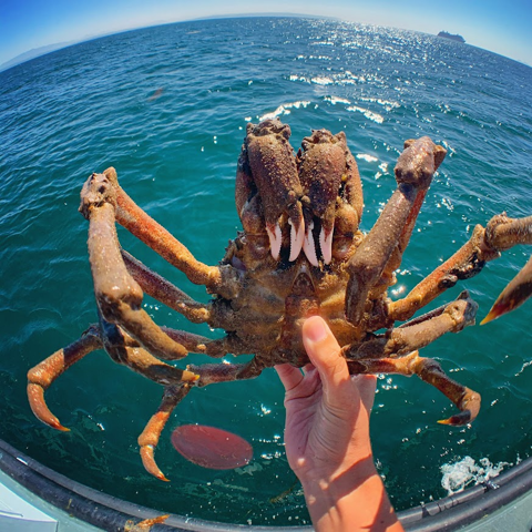 Megabenthic Invertebrates (Trawl Caught)