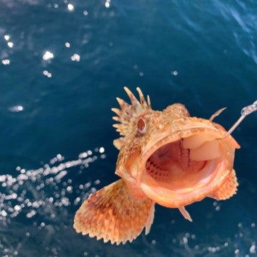 Benthic Invertebrates