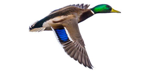 Flying mallard duck on white background