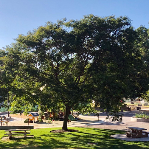 Large tree at a City park