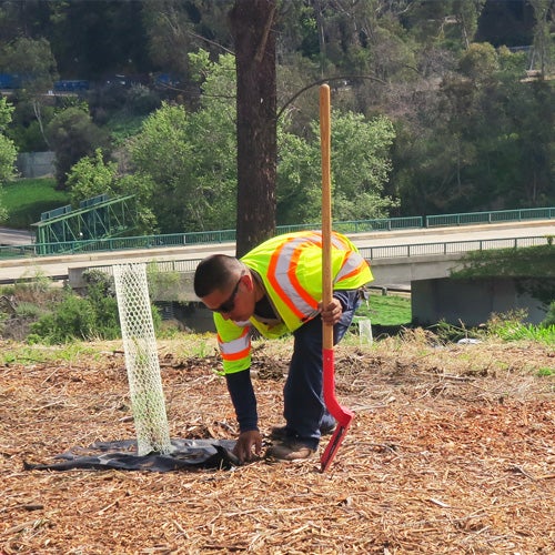 City worker planting a tree