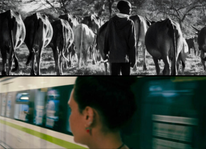 Photo collage of photographs created by artists Scarlett Xi and Albert Zhao.
