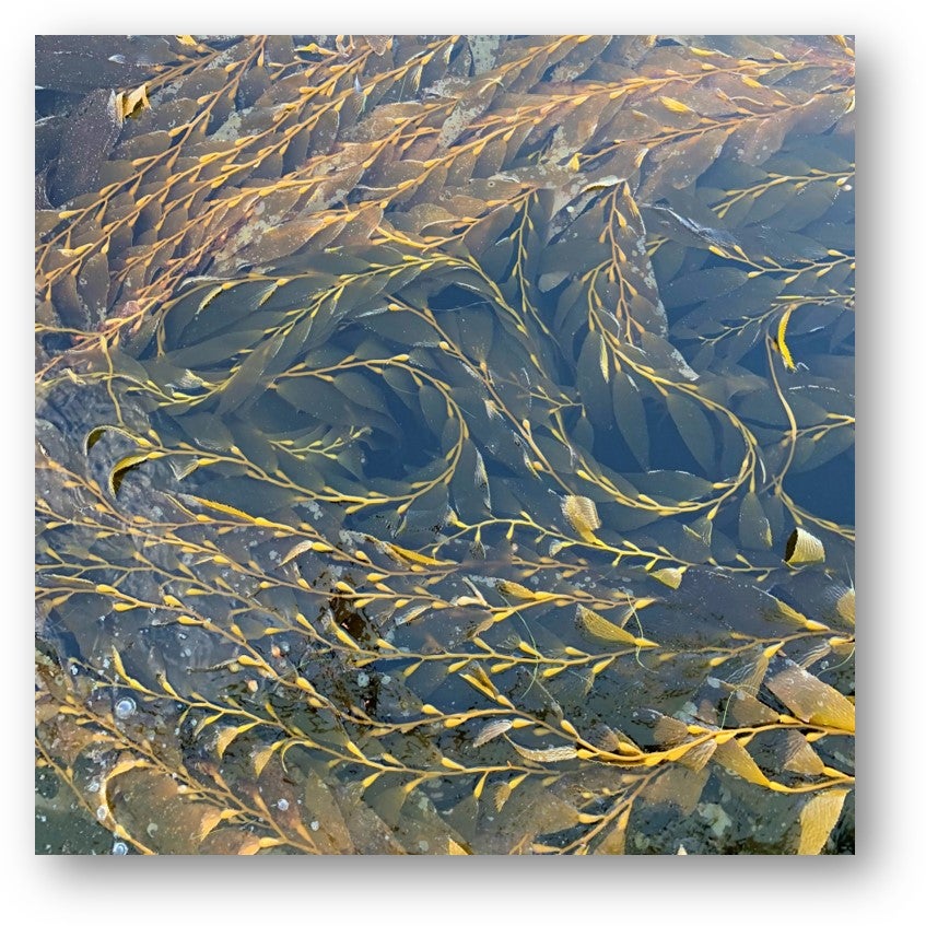 Aerial Kelp Surveys