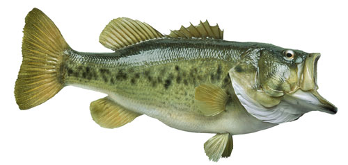 Largemouth Bass on white background