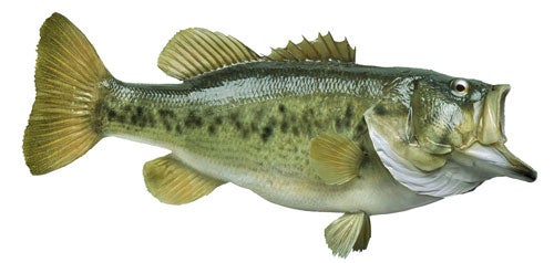 Largemouth Bass