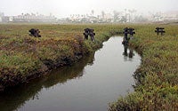 Photo of Tijuana River Valley