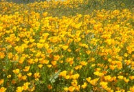 Photo of California Poppies Photo of California Poppies
