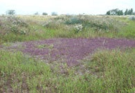 Photo of purple San Diego Mesa Mint