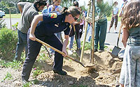 Volunteer Planting Tree