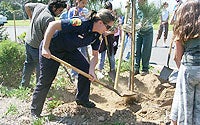 Volunteer Planting Tree