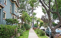 Trees along a sidewalk