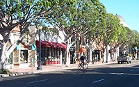 Trees Lining a Street