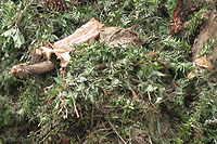 Photo of green waste