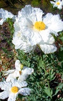 Photo of "fried egg" flower