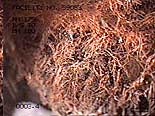 Photo of Deteriorated Sewer Line Photo of Deteriorated Sewer Line