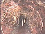 Photo of Deteriorated Sewer Line Photo of Deteriorated Sewer Line