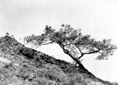 Photo of Torrey Pines