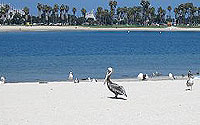 Photo of birds at Mission Bay