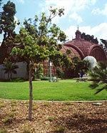 Photo of Newly Planted Tree