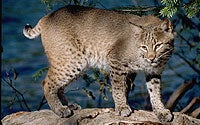 Bobcat