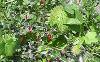 Photo of Wild Cucumber twining through Fuchsia-flowered Gooseberry