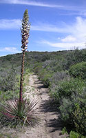 Gonzales Canyon Trail