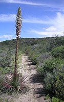 Gonzales Canyon Trail